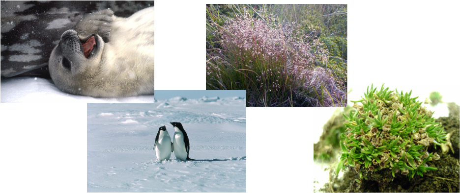 Vegetation and Animals - ~ Polar Climate ~